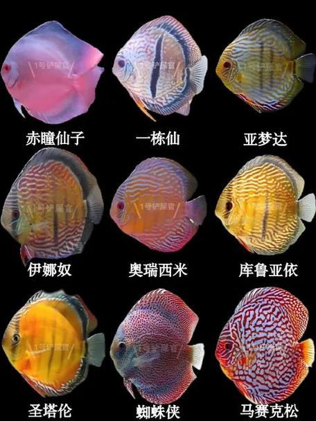 观赏鱼之家论坛哪去了