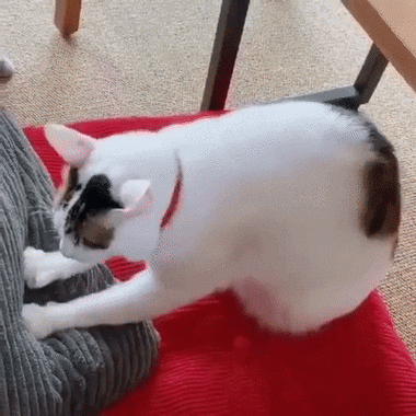 嗨养猫