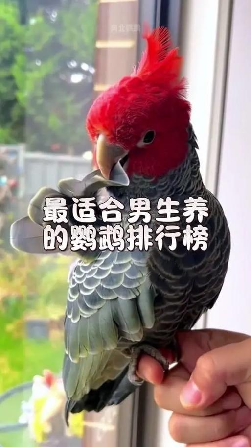 鹦鹉排名第一名