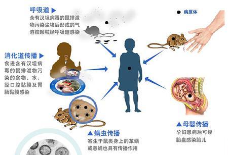 被老鼠咬了血热疫苗要打几次截图