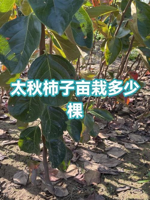 柿子树栽门口大忌