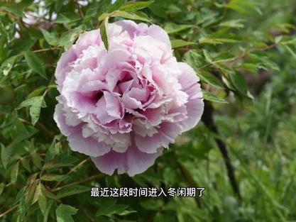 牡丹面最稀有三个品种图标