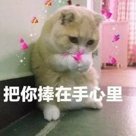 把你捧在掌心