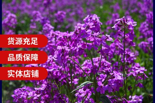 蓝香阅读靠谱吗