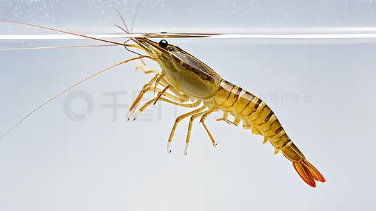 虾图片25张