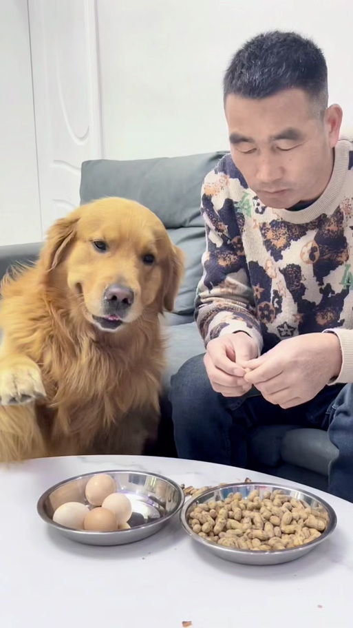 聪明旺豆豆的主人介绍