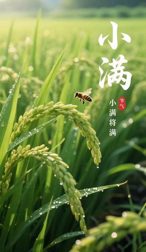 姬小满出装最强搭配