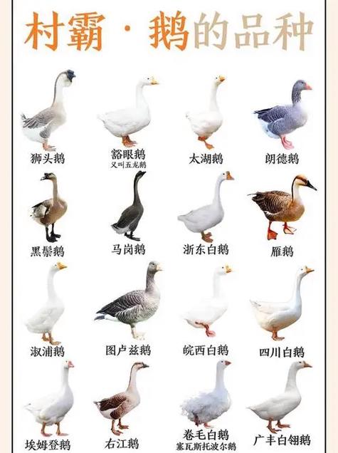 鹅太肥了怎么办