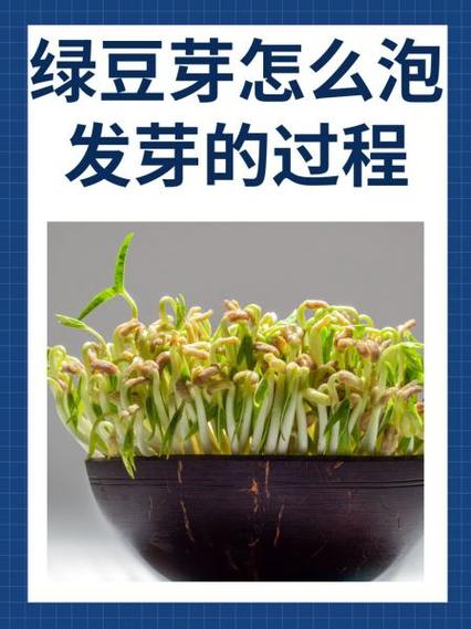 泡发绿豆芽的步骤和注意事项