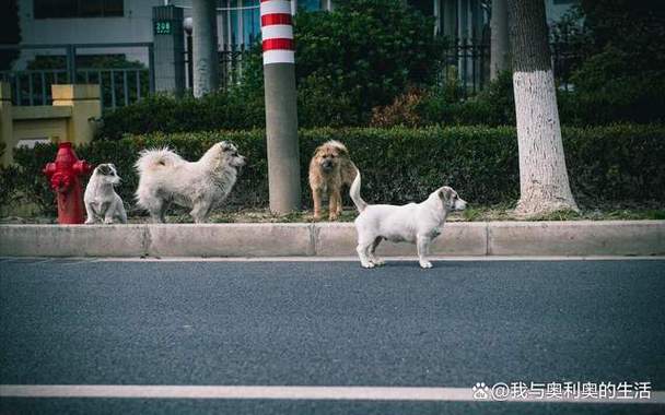流浪狗怎么处理缩略图