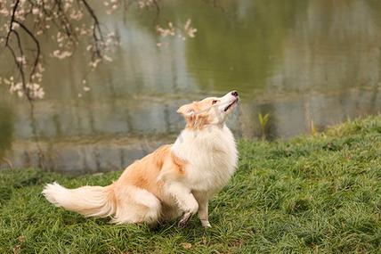 最有前景的犬种