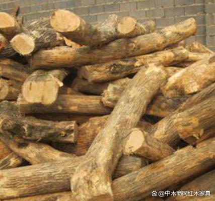 怎么防止黄杨木开裂