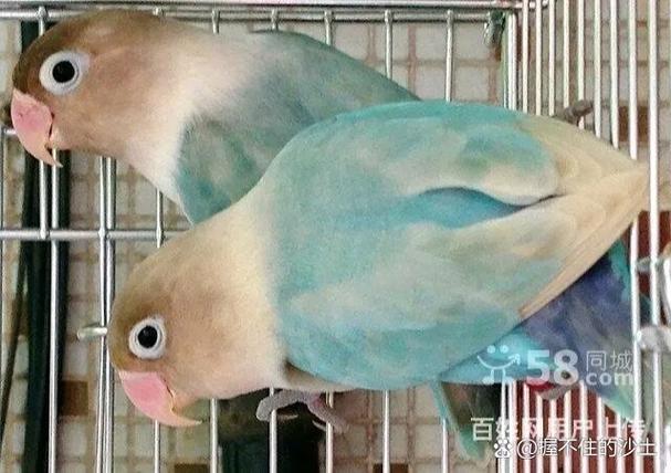 头类牡丹鹦鹉解禁了没