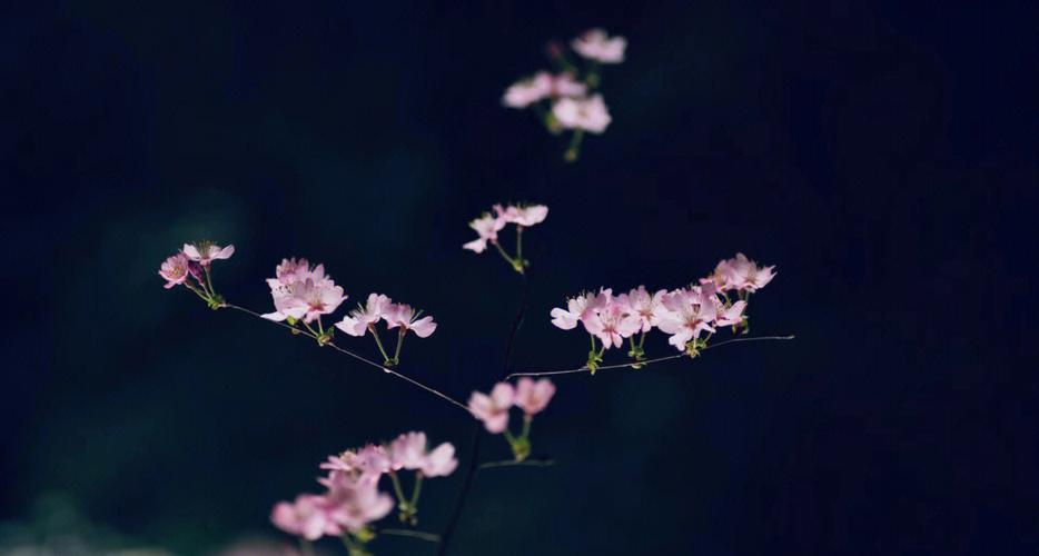 樱花的来源与历史截图