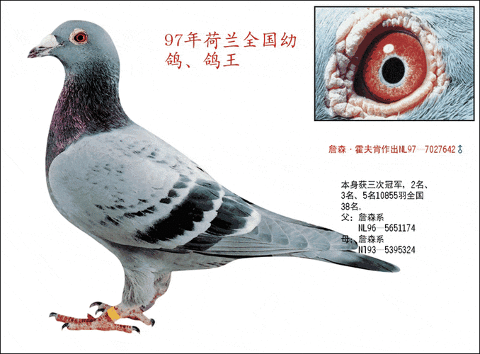 全球赛鸽资讯网