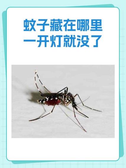 蚊子喜欢躲在卧室哪里