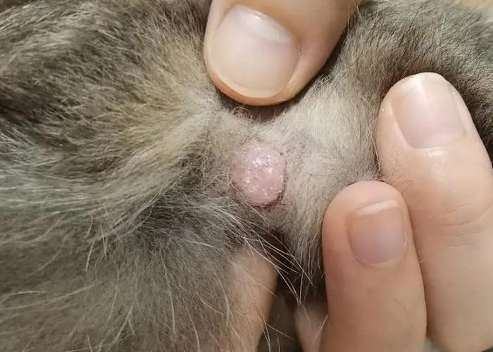 猫咪腿上长了个凸起的小肉球