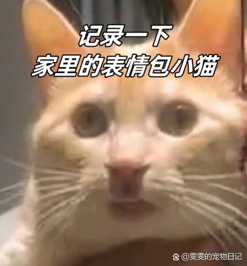 小猫怎么能提高流量缩略图