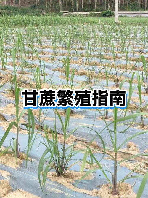 甘蔗怎么种