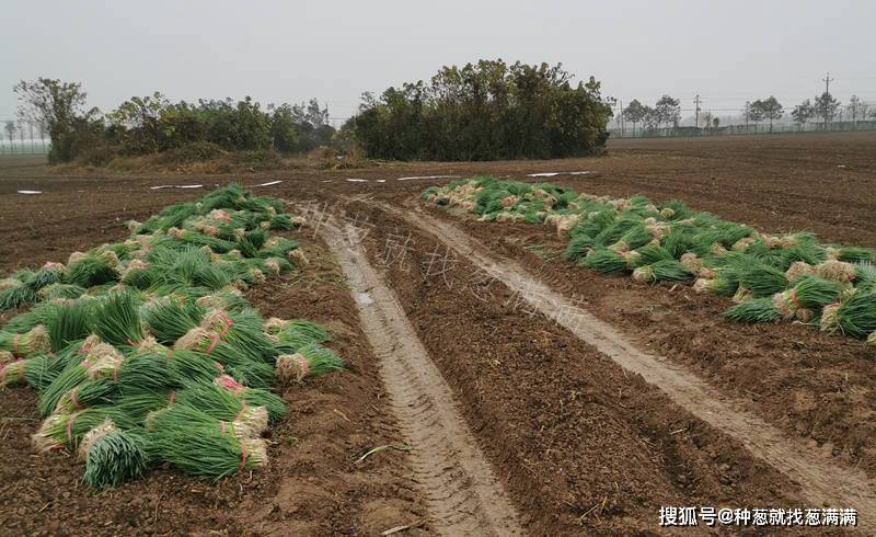 大葱籽育苗全过程详细缩略图