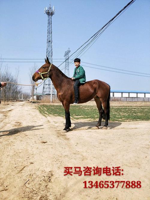 小型马多少钱一匹截图
