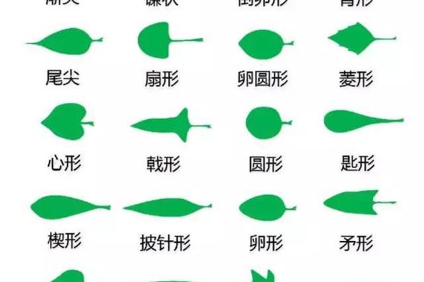 叶子的形状