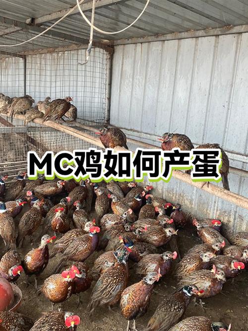 我的世界神奇宝贝牧场怎么生蛋缩略图