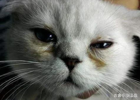 小猫眼睛红了会自愈吗