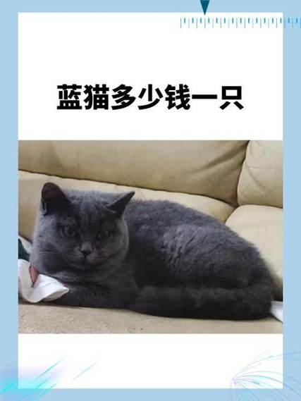 英短蓝猫价格大概多少钱