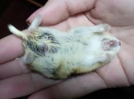 仓鼠的死亡前的表现