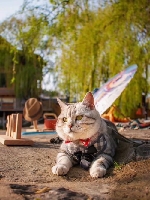 传送能带猫咪吗