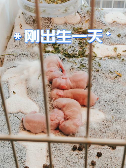 兔子多久下崽一次