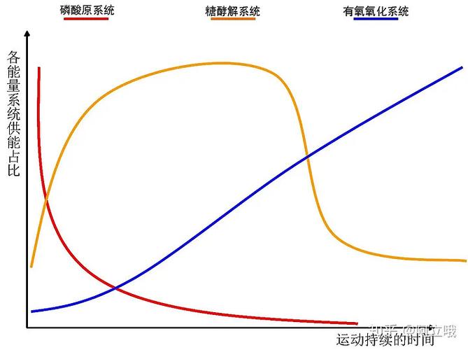 能量供应的三大系统