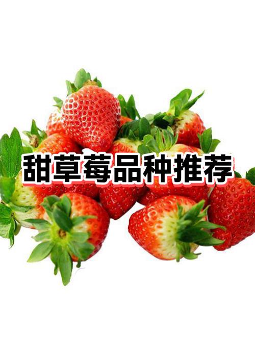 什么品种草莓最甜图标