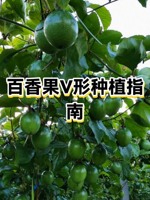 百香果的种植管理技术