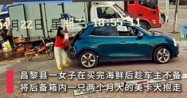 女子逃单还抱走万元狗狗缩略图