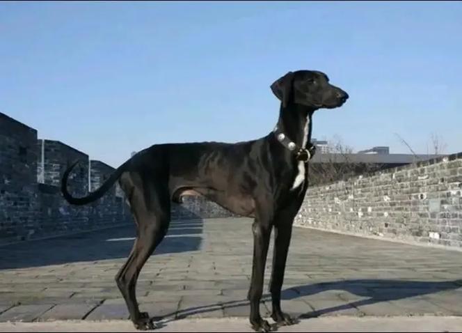 细犬 哮天犬游戏截图