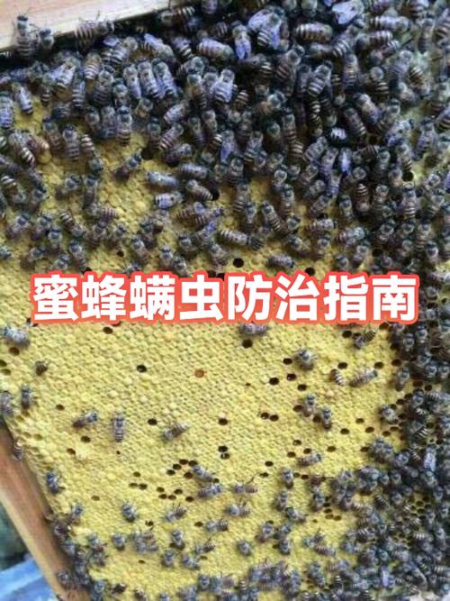 孕期被蜜蜂蛰会不会影响到宝宝图标