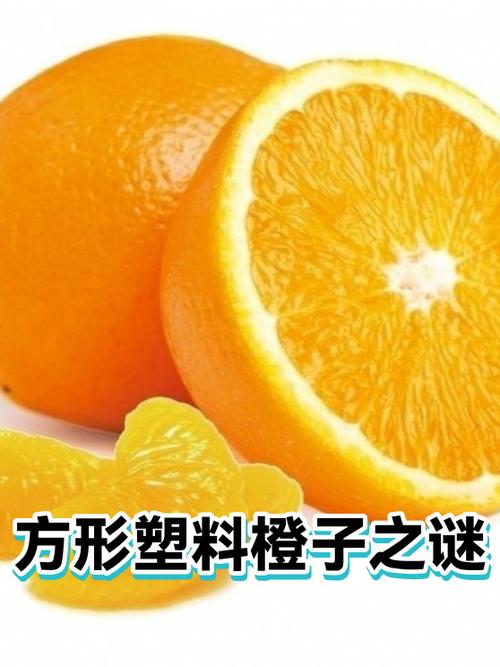 橙子是柚子和橘子嫁接的吗图标