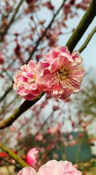 梅花视频图标