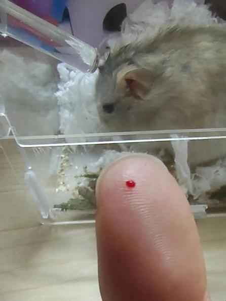 仓鼠血有毒吗