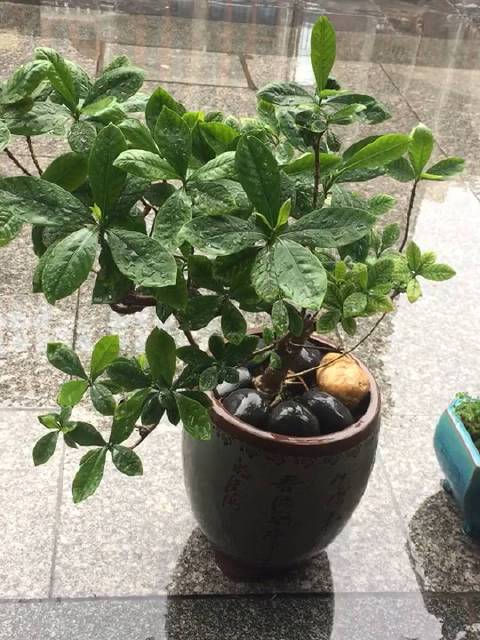 荷马植物图片