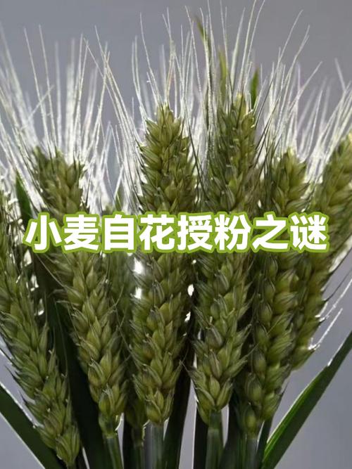 小麦花靠谁来传播花粉