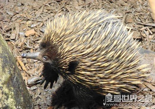 吃猫鼠存在吗
