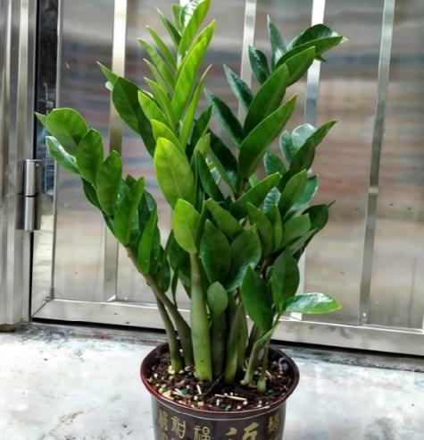 适合放在家里的植物