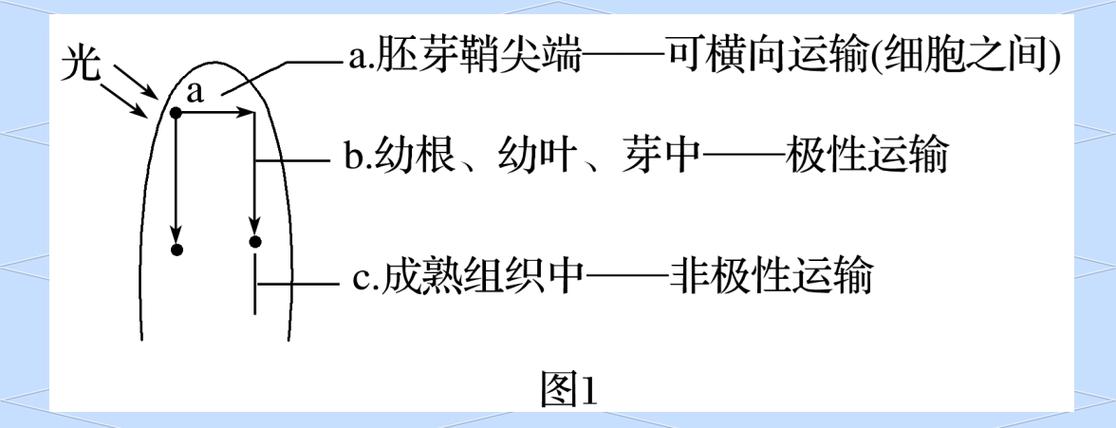 横向运输是什么运输