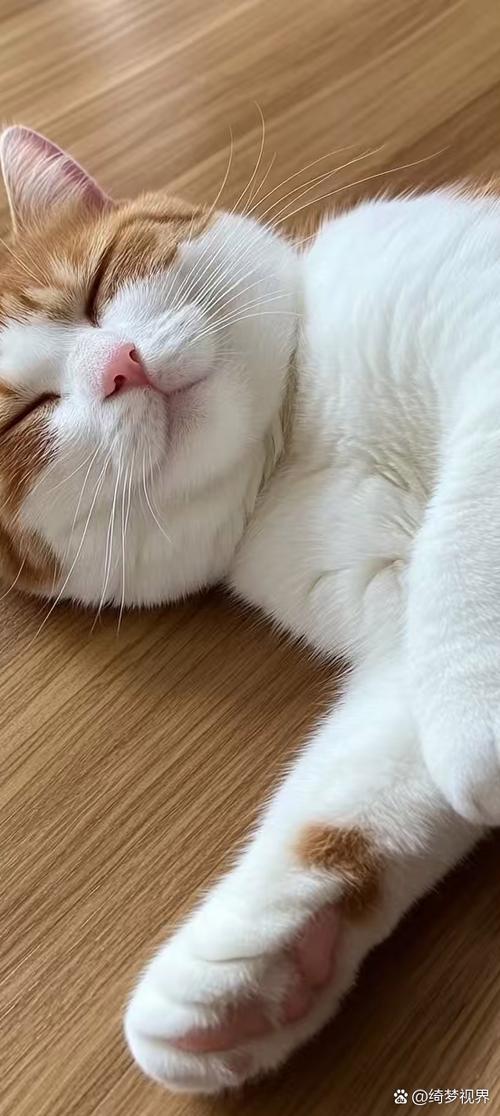 猫咪一直睡觉正常吗