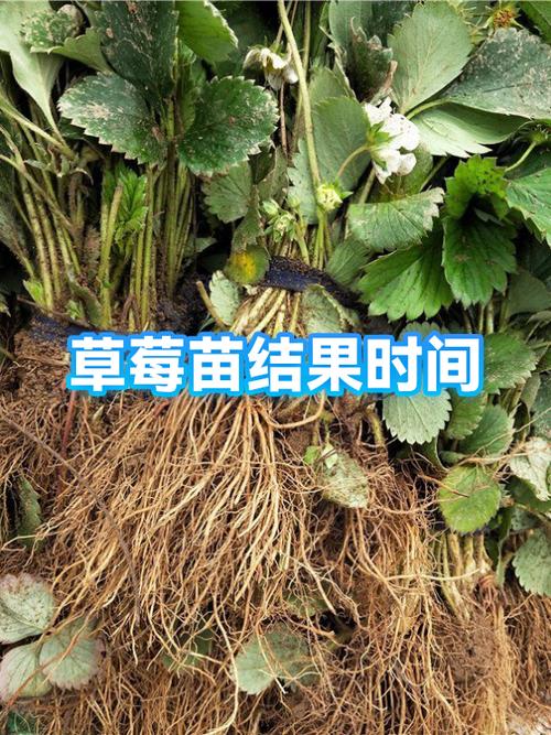 草莓几代苗结果最好