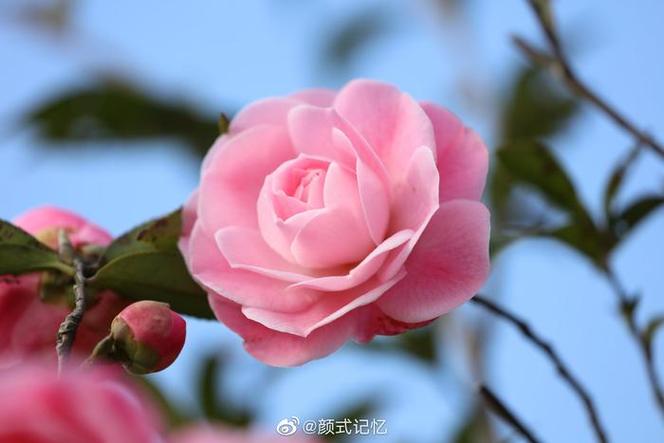 粉色乐园山茶截图