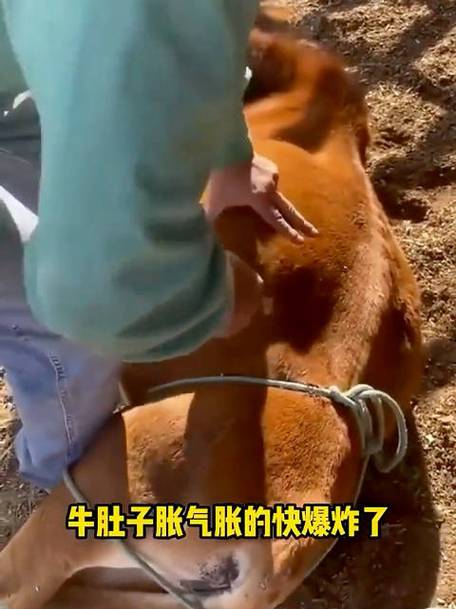 扯牛肚子图标
